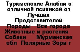 Туркменские Алабаи с отличной психикой от Лучших Представителей Породы - Все города Животные и растения » Собаки   . Мурманская обл.,Полярные Зори г.
